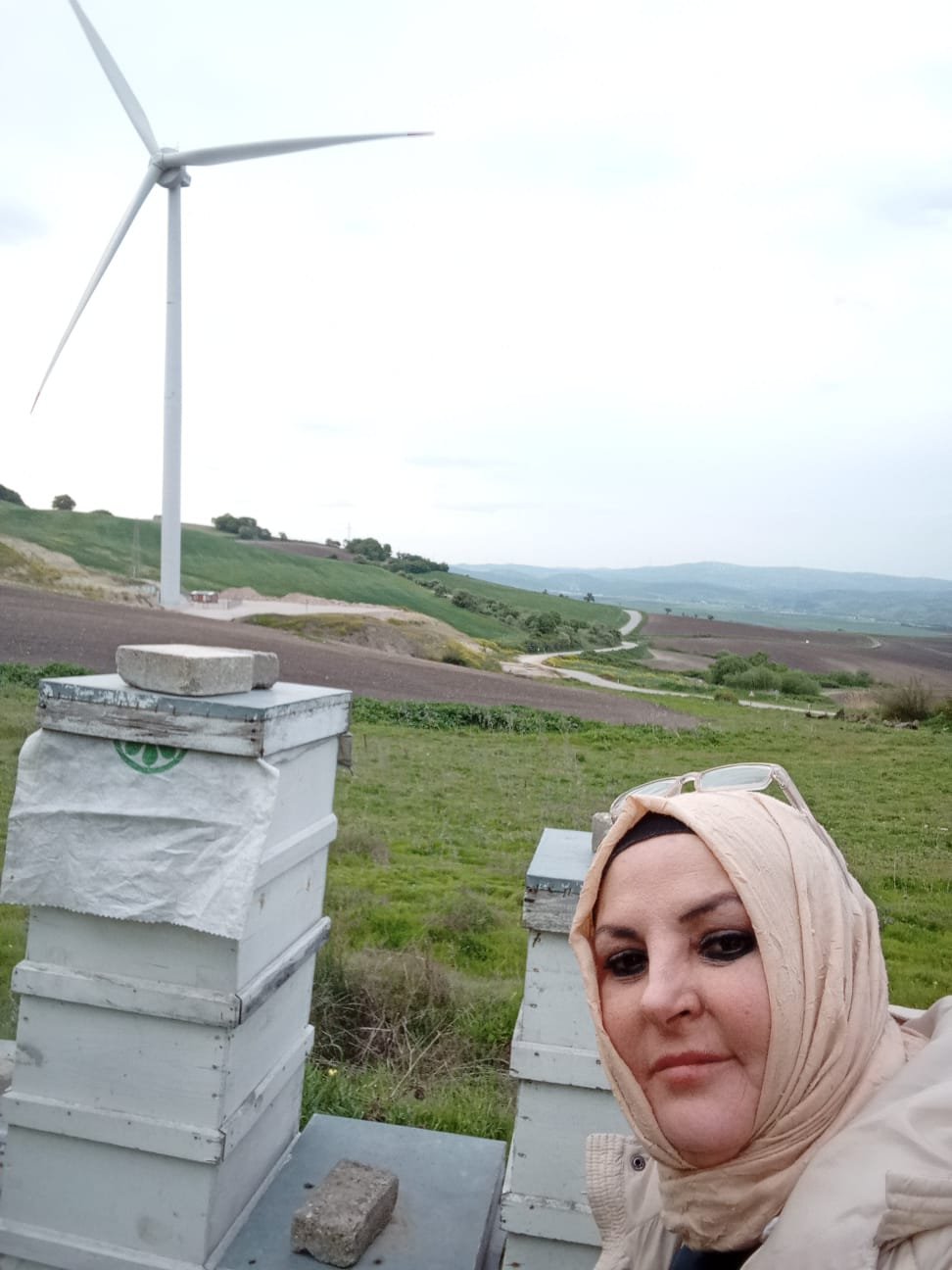 Arılık - Arı sütü